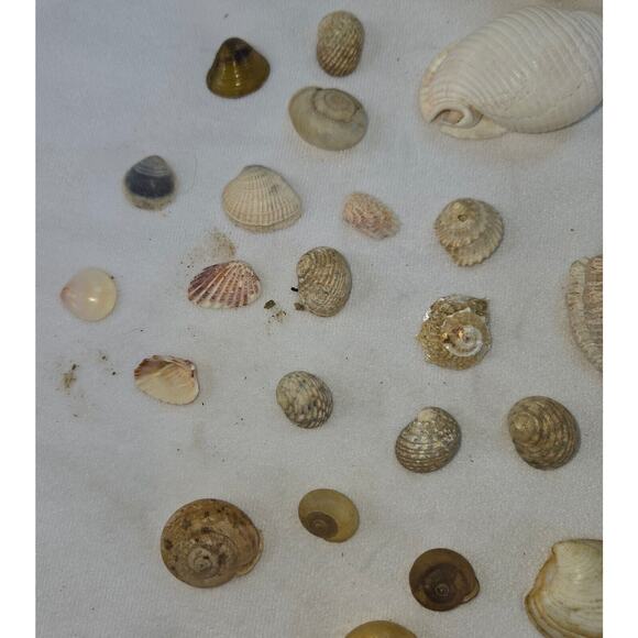 Seashell Lot 50 Mollusk Scallop Conch Clam Rock Snail 1" to 6" Crafts Collector - Picture 6 of 14